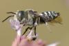 Coelioxys sp.